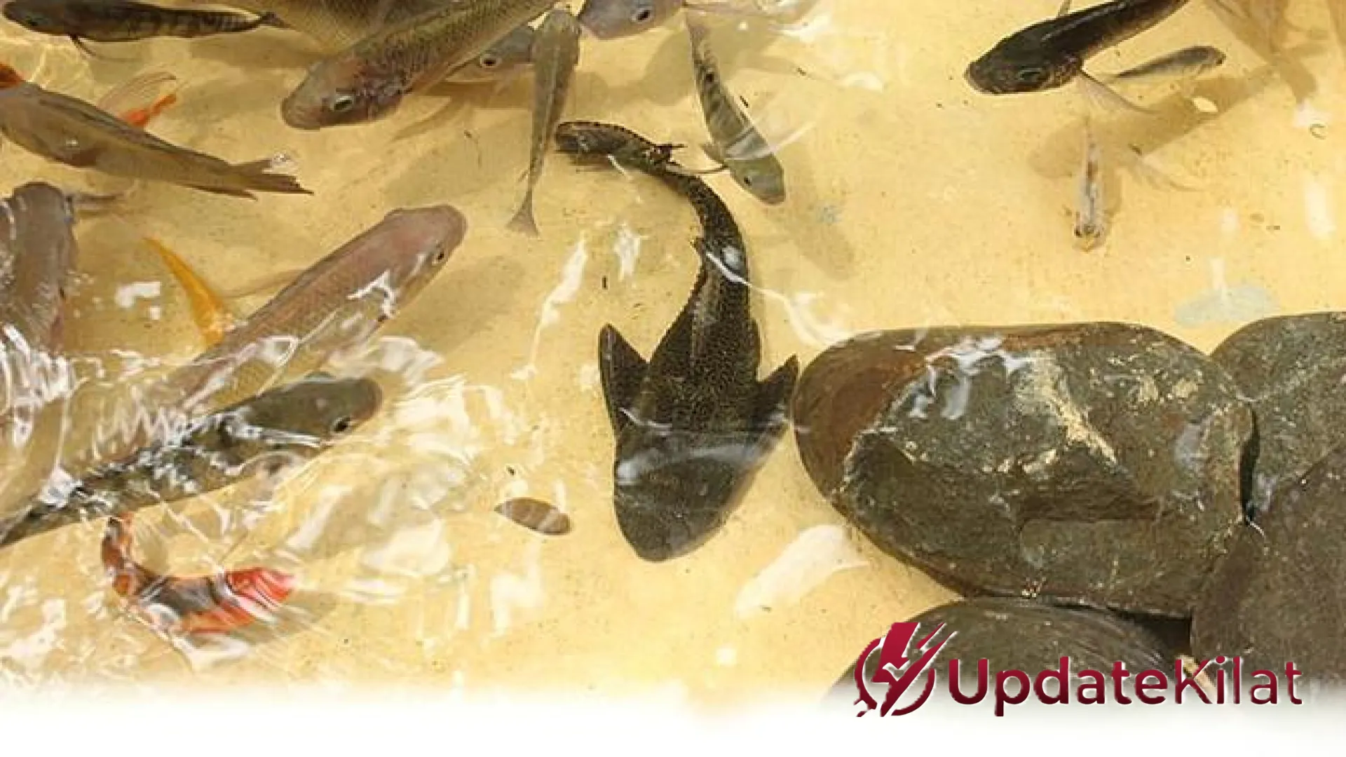 Menguak Sisi Gelap Ikan Sapu-Sapu: Benarkah Berbahaya bagi Kesehatan dan Lingkungan?