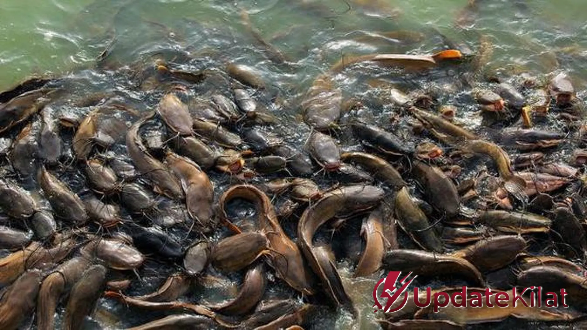 Mengubah Hama Menjadi Cuan: 7 Jenis Ikan Invasif yang Lezat dan Bernilai Ekonomi Tinggi