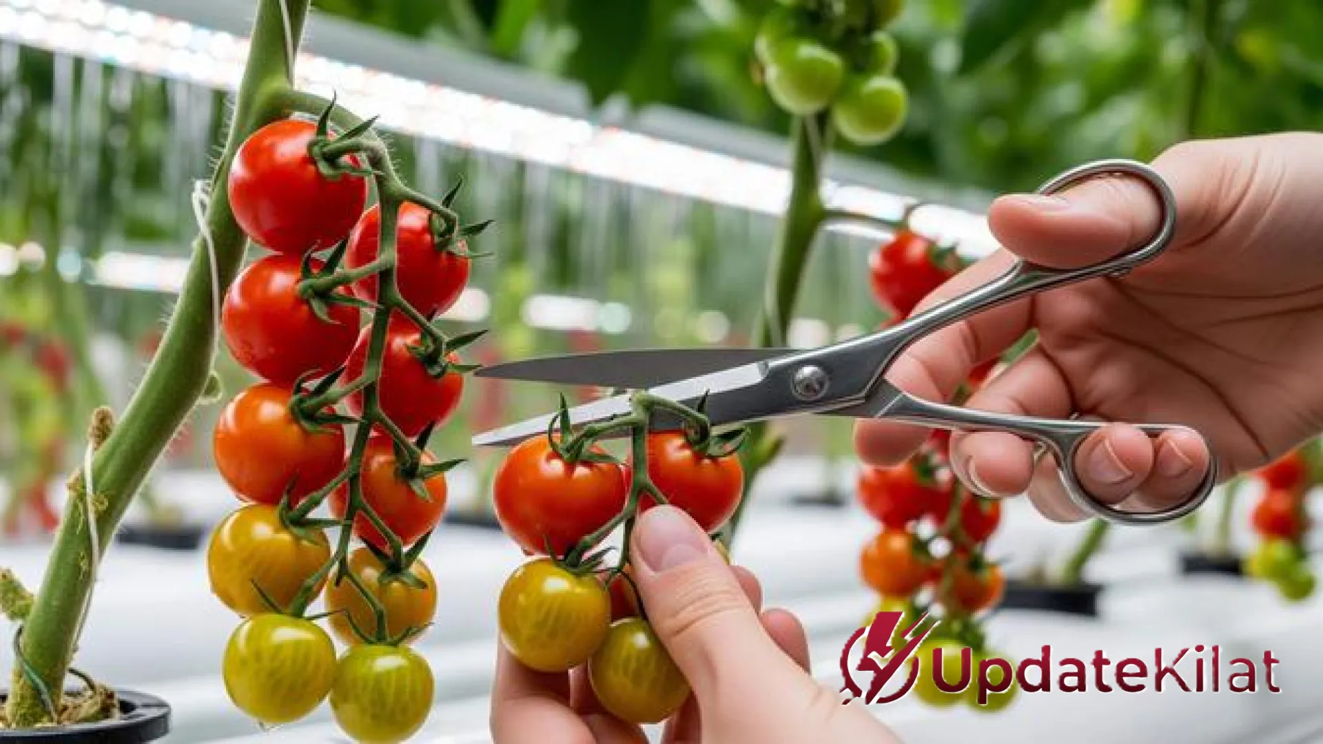 Panen Kilat! Strategi Jitu Budidaya Tomat Cherry Hidroponik dalam 2 Bulan agar Berbuah Lebat