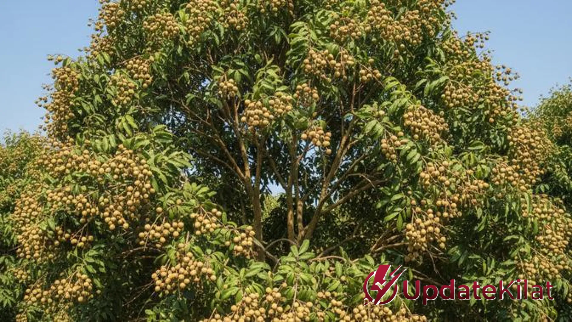 Pekarangan Jadi Ladang Cuan! Ini 7 Strategi Jitu Merangsang Kelengkeng Berbuah Lebat ala UpdateKilat