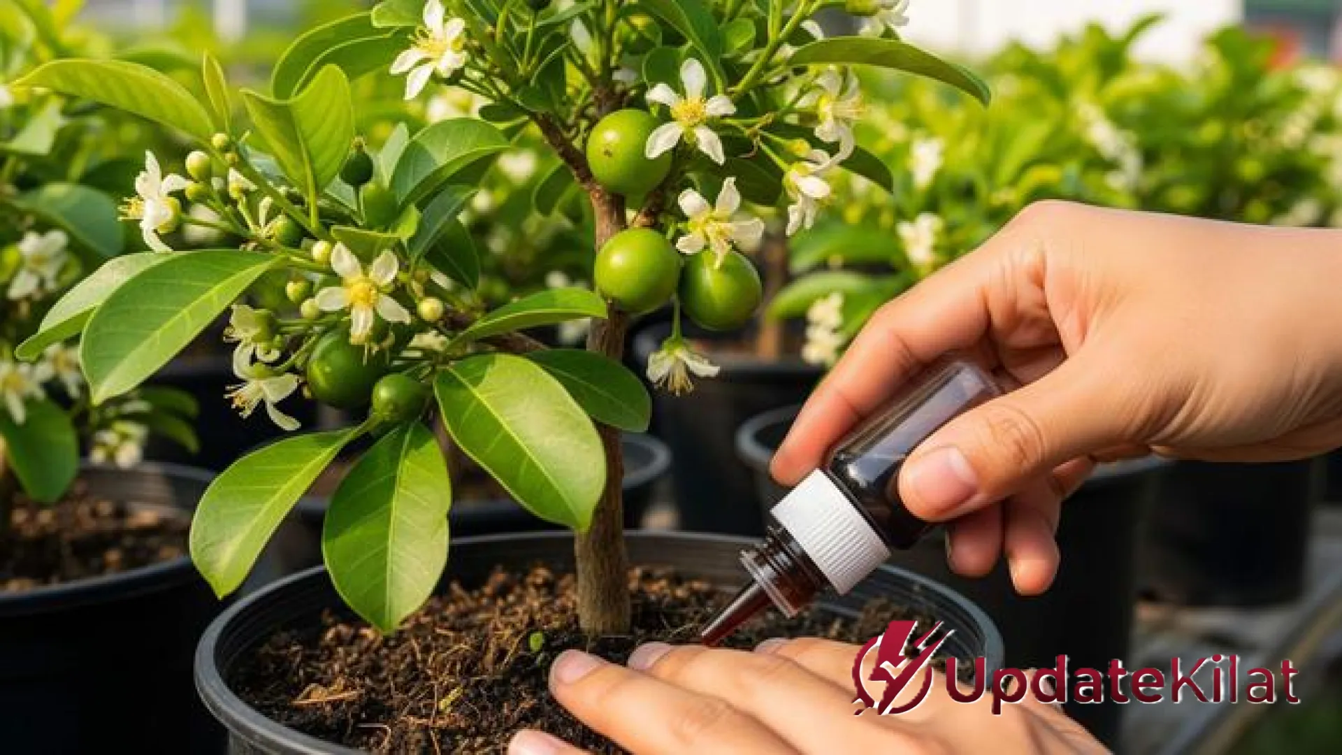 Rahasia Kebun Berbuah Lebat: 5 Alasan Mengapa Bunga Tanaman Sering Rontok Sebelum Waktunya