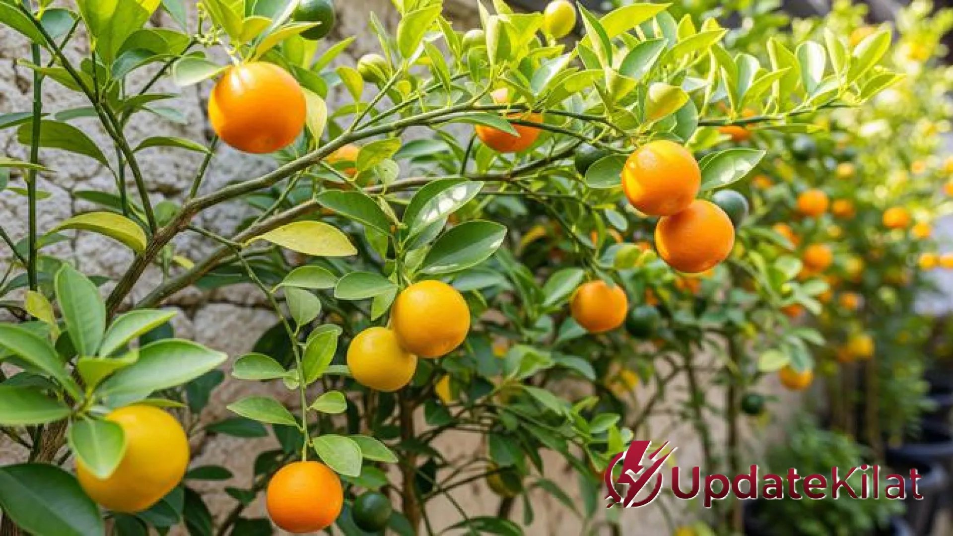 Rahasia Kebun Produktif: 7 Jenis Pohon Buah yang Tetap Tangguh dan Berbuah Lebat Meski Sering Dipangkas