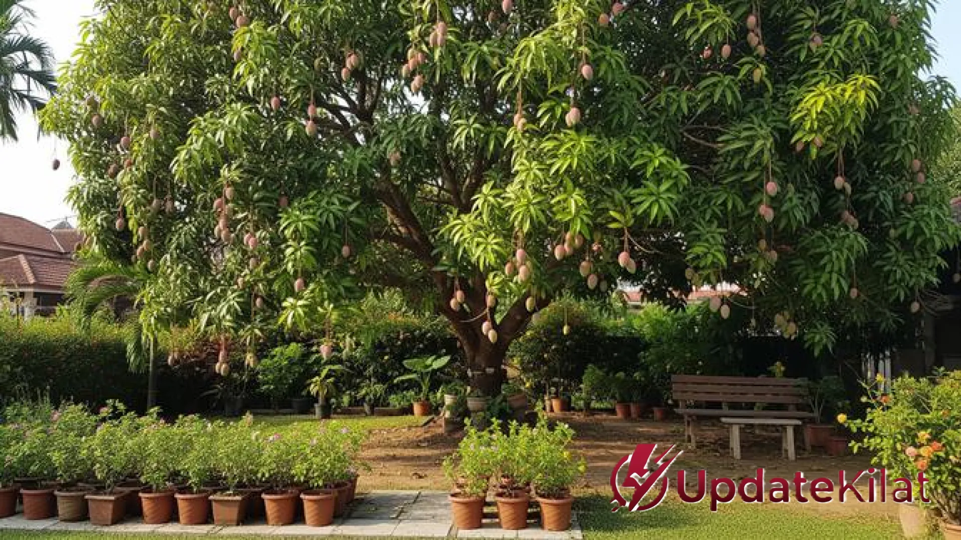 Rahasia Kebun Produktif: 8 Strategi Jitu Mengatasi Pohon Buah Mandul Agar Panen Melimpah