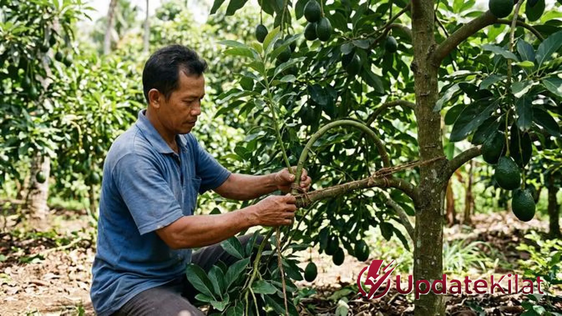 Rahasia Melejitkan Produksi Alpukat: 7 Teknik ‘Stres’ Aman Agar Pohon Cepat Berbuah