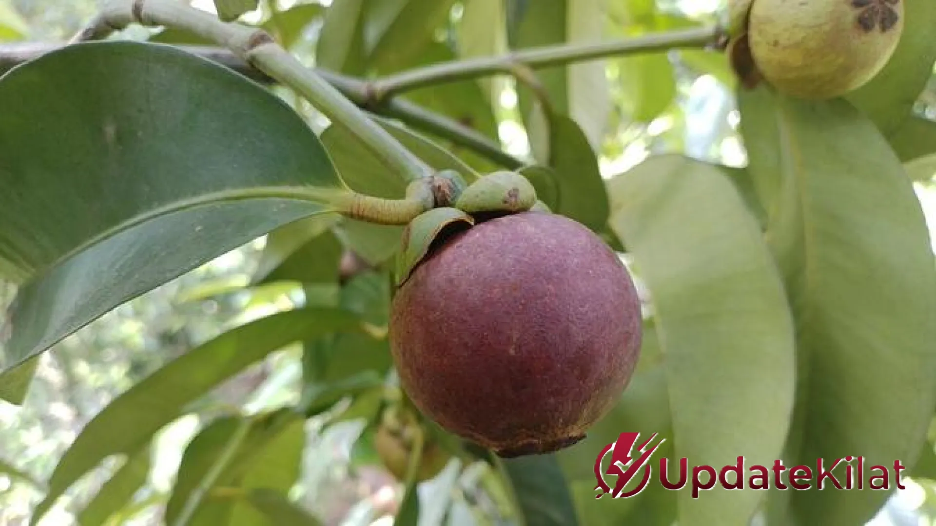 Rahasia Mempercepat Panen Manggis: Strategi Jitu Agar Pohon Cepat Berbuah Lebat dan Optimal