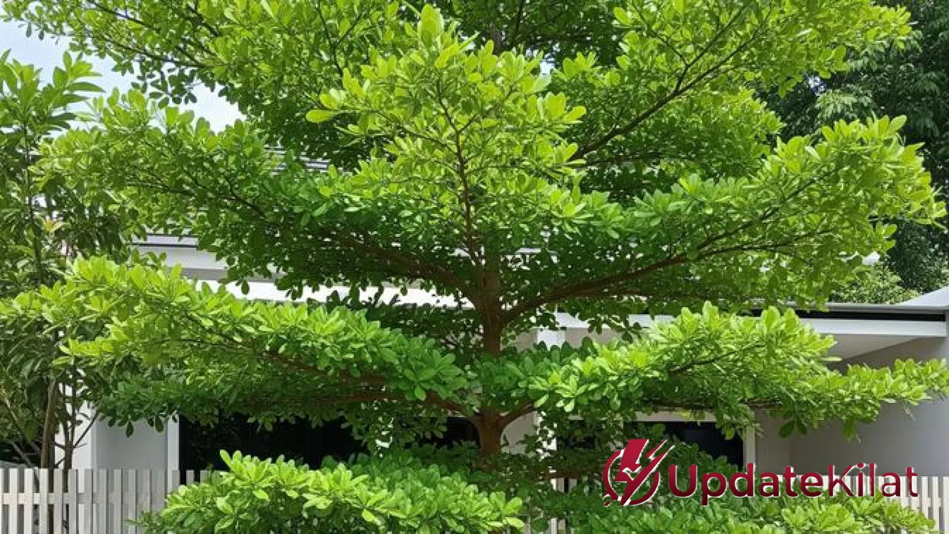 Rahasia Menanam Pohon di Area Pagar: Panduan Aman Agar Fondasi Rumah Tetap Kokoh