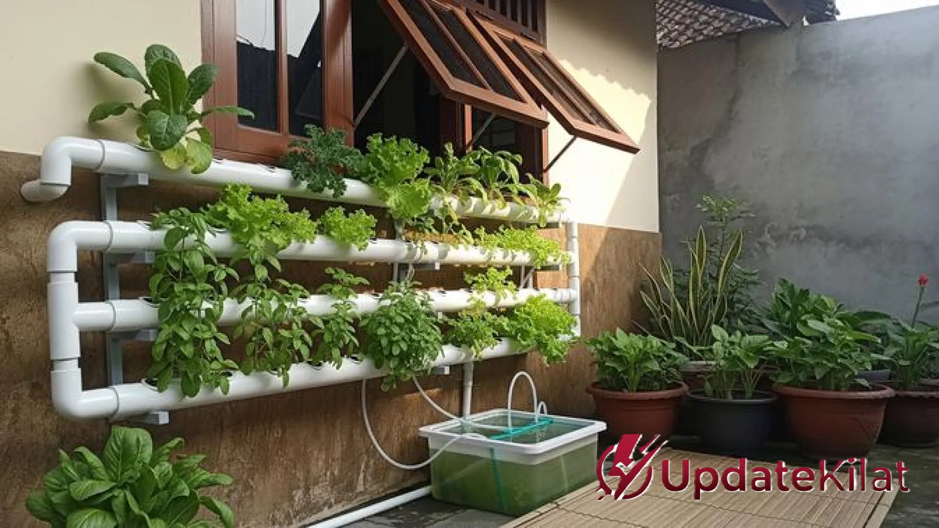 Rahasia Panen Sayur Segar di Lahan Sempit: Panduan Hidroponik Rumahan Tanpa Greenhouse