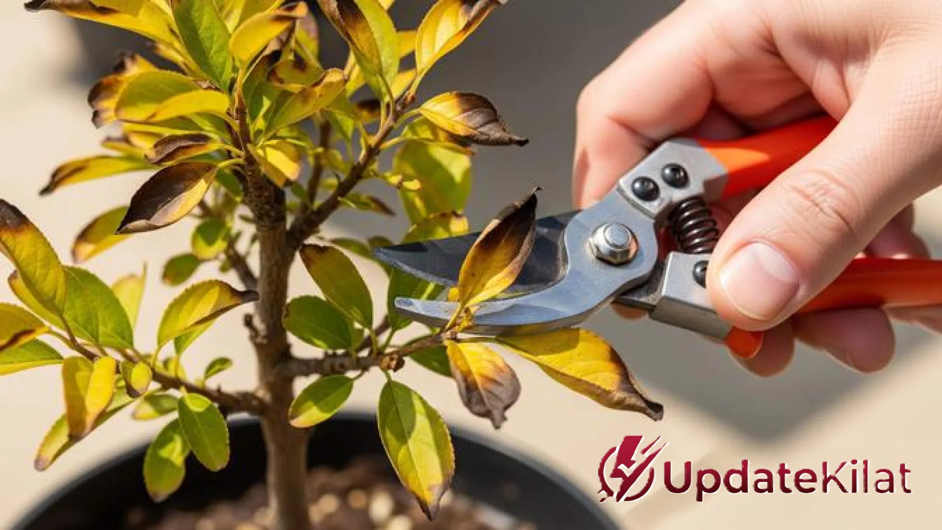Rahasia Pohon Buah Berbuah Lebat: Panduan Profesional Memangkas Daun yang Terlalu Rimbun