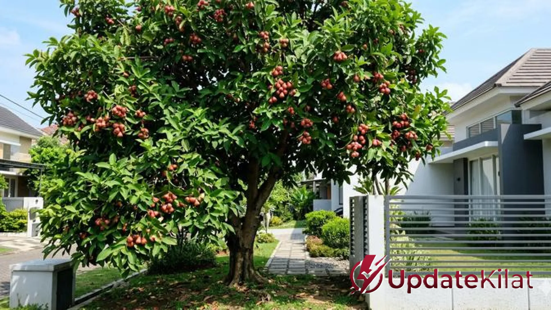 Rahasia Pohon Jambu Air Cepat Berbuah: Panduan Teknik Booster dan Pengendalian Hama untuk Panen Melimpah