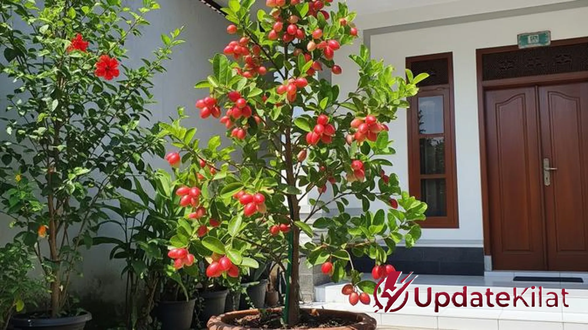 Rahasia Sukses Tabulampot: 4 Cara Jitu Agar Pohon Buah Mini Berbuah Cepat dalam 6 Bulan