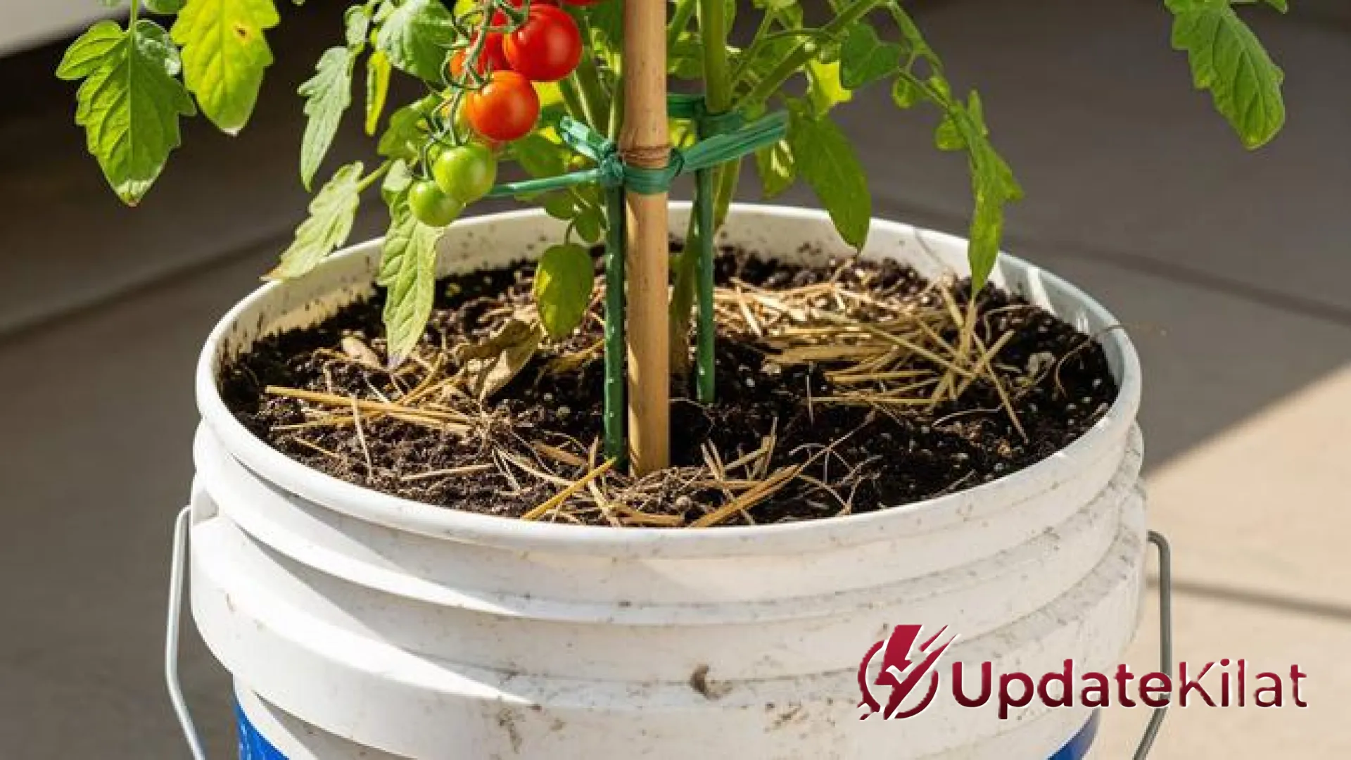 Rahasia Sukses Urban Farming: Panduan Praktis Menanam Tomat Cherry di Pot Agar Panen Melimpah