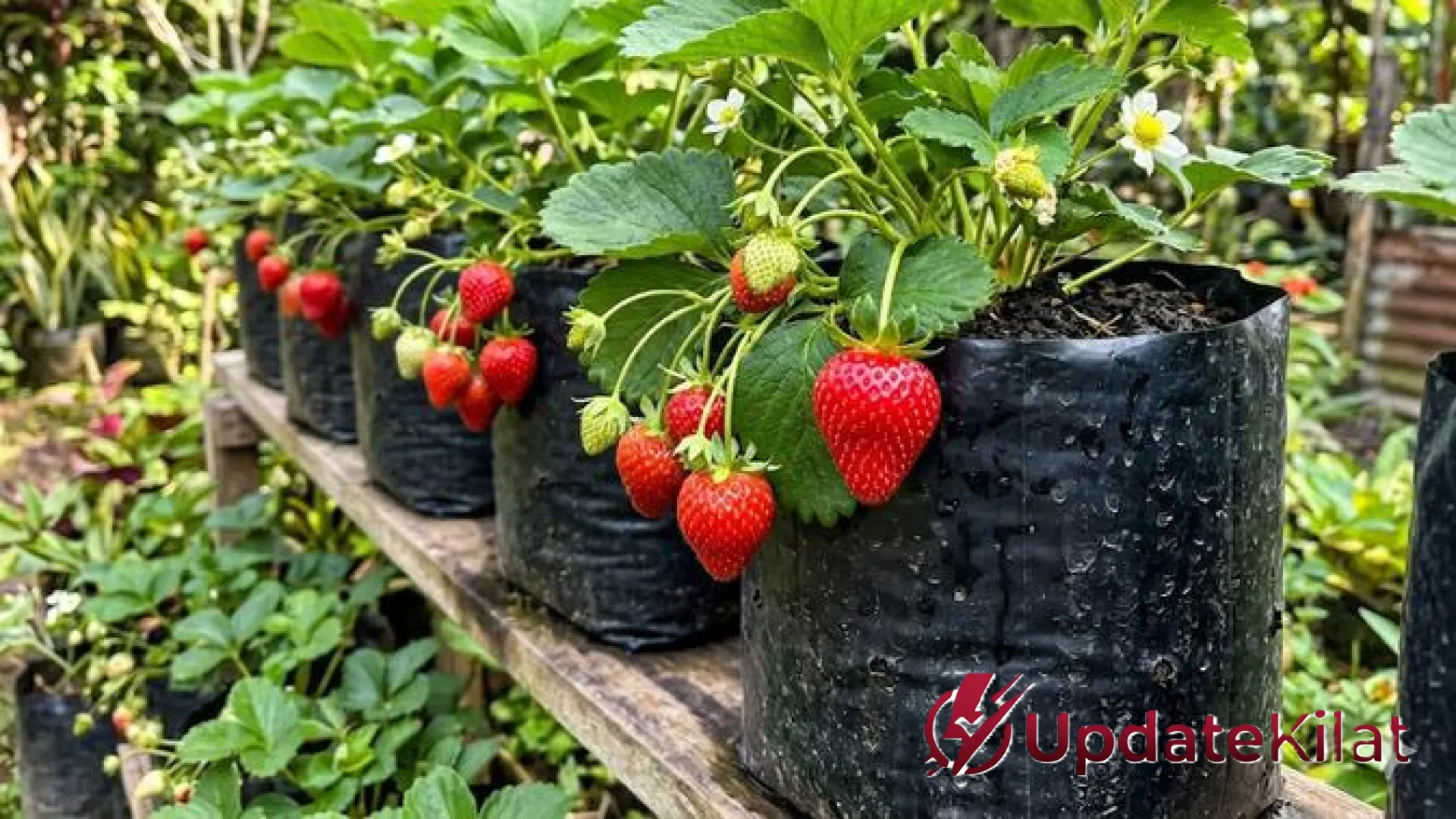 Rahasia Tabulampot Cepat Panen: Teknik Jitu Memaksa Pohon Buah Mini Berbuah Lebat