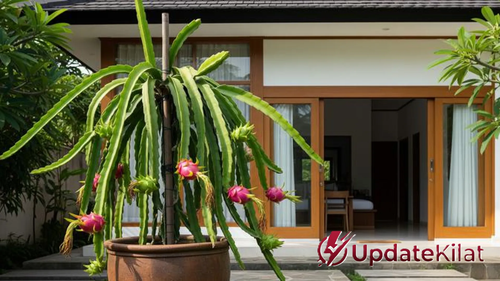 Rahasia Transformasi Pekarangan: Strategi Jitu Merangsang Buah Naga Agar Cepat Berbuah Lebat