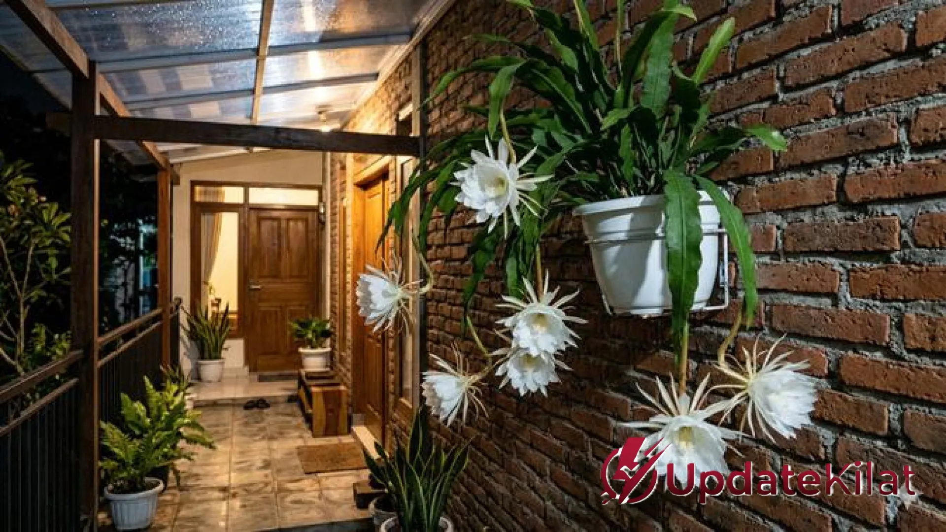 Rahasia Wijaya Kusuma Mekar dalam 3 Bulan: Panduan Lengkap Perawatan Sang Ratu Malam Agar Wangi Semerbak