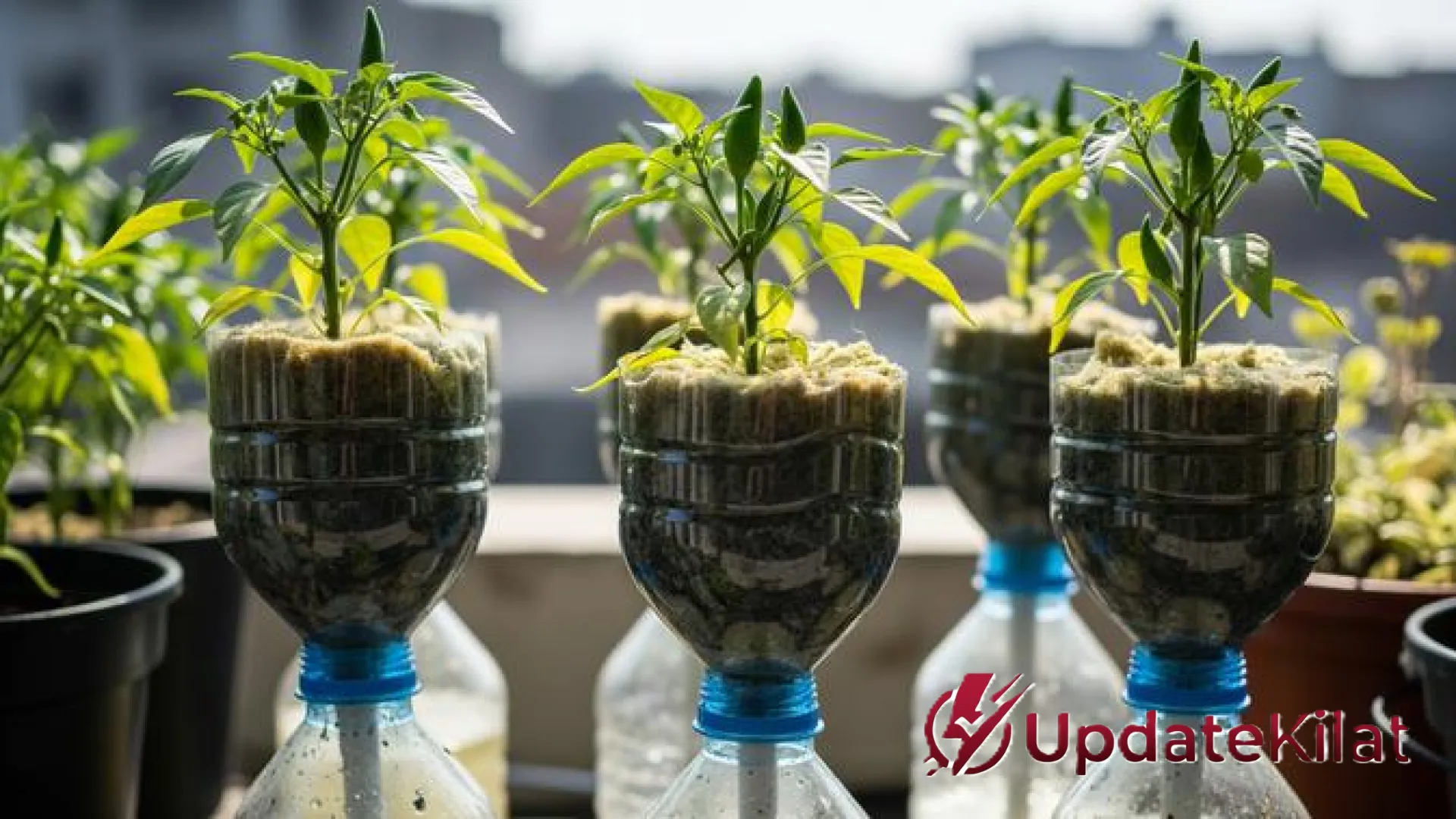 Revolusi Kebun Vertikal: Cara Praktis Tanam Cabai Rawit di Botol Plastik Agar Cepat Berbuah
