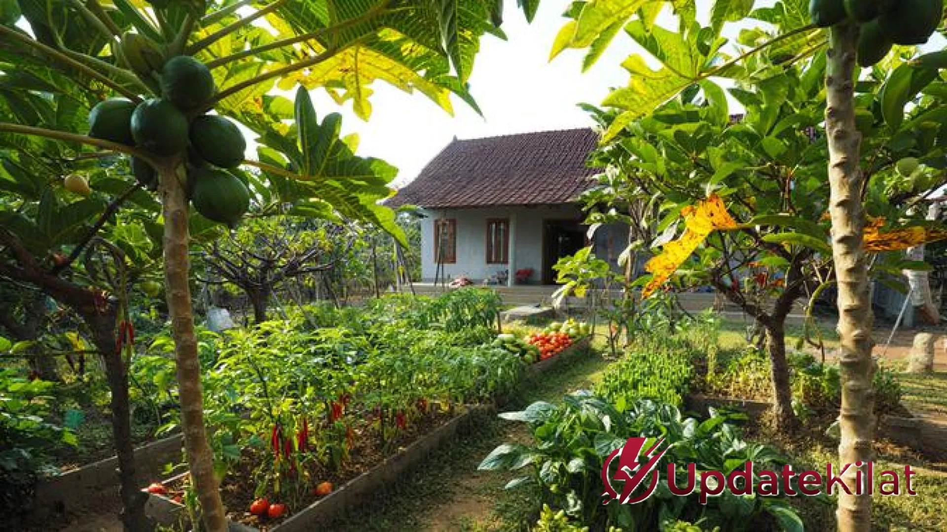 Sejuk dan Produktif! 10 Inspirasi Rumah Desa dengan Pohon Buah untuk Hunian Tropis Idaman