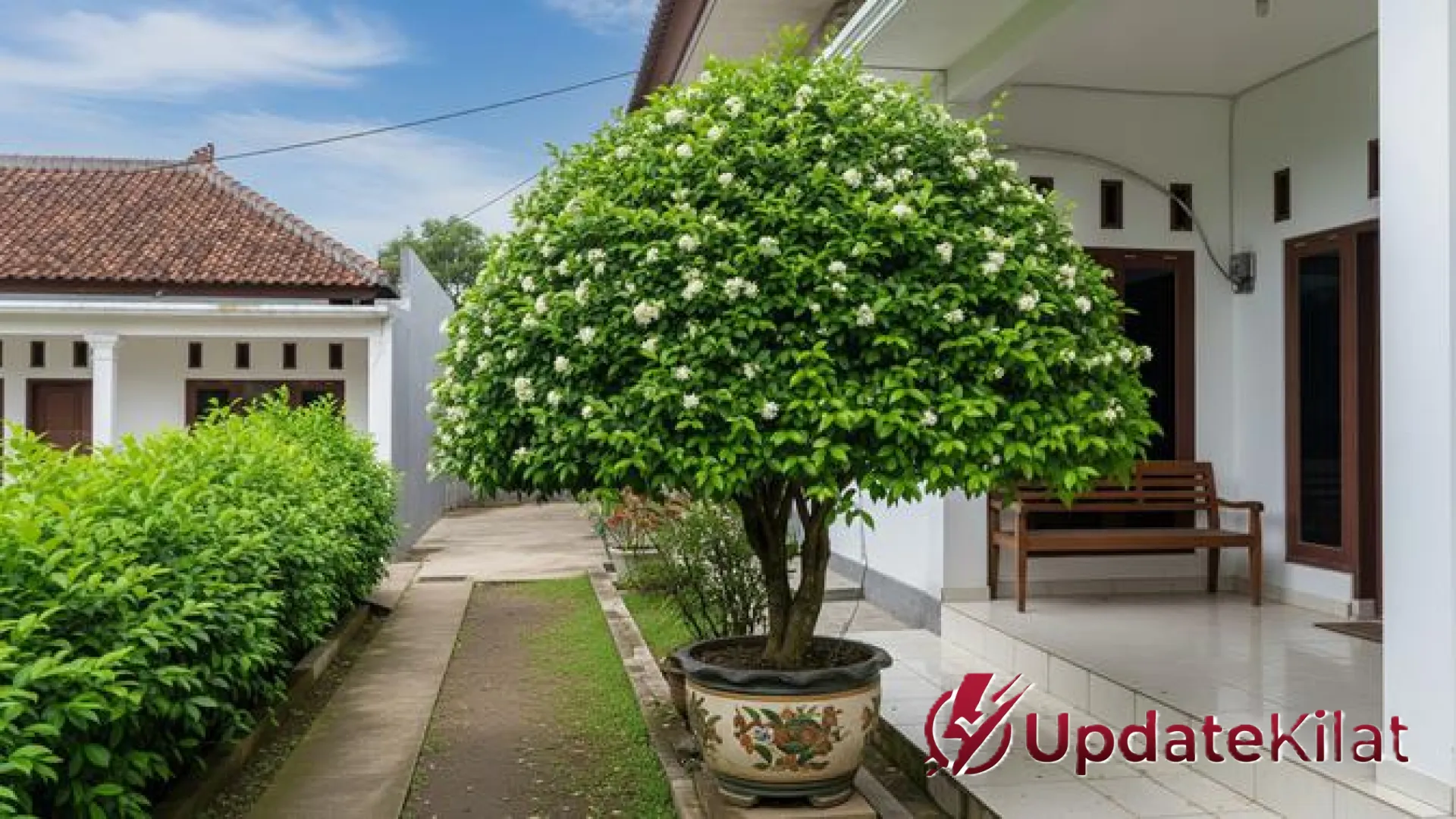 Sejuk Maksimal! 7 Pilihan Pohon Kecil untuk Teras Rumah Minimalis agar Hunian Tetap Adem