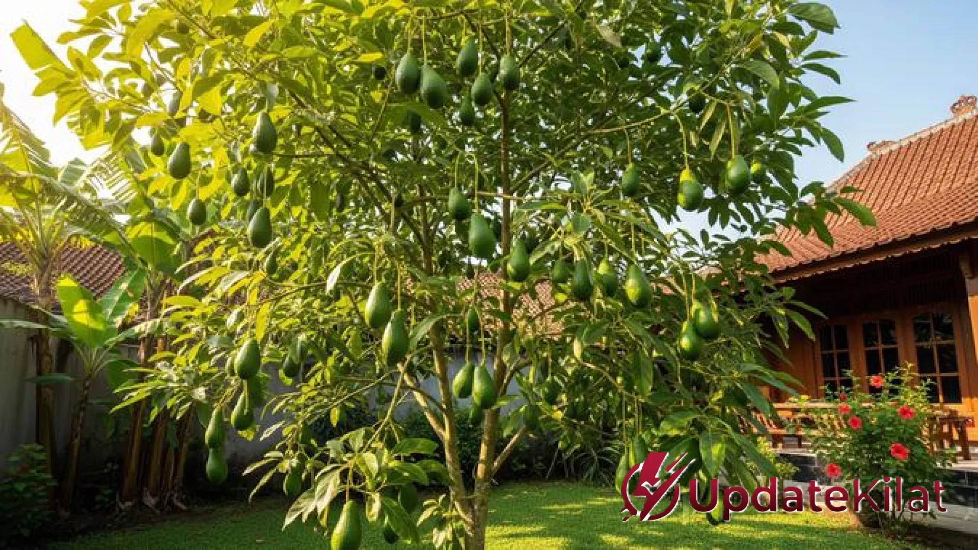 Sentuhan Hijau Sepanjang Tahun: 5 Rekomendasi Pohon Buah Abadi yang Cocok untuk Halaman Rumah Anda