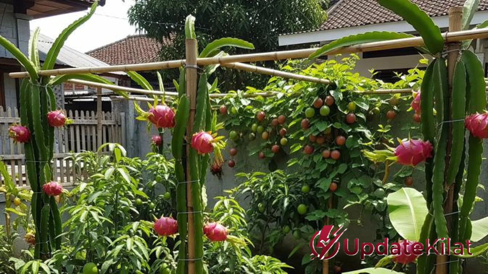 Solusi Berkebun Praktis: 15 Pohon Buah Tangguh yang Tetap Subur Meski Jarang Disiram