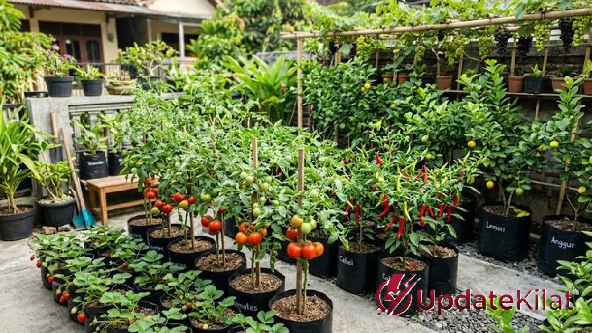 Solusi Cerdas Lahan Sempit: 10 Jenis Pohon Buah Mini yang Sukses Berbuah dalam Polybag