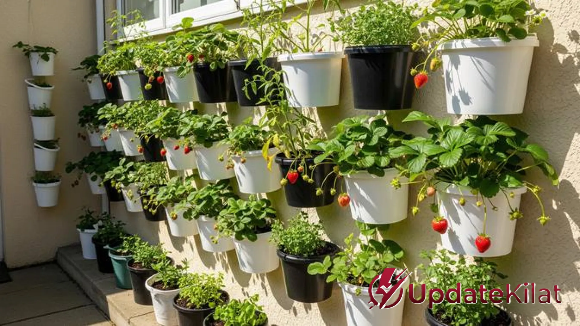 Solusi Cerdas Lahan Sempit: Cara Membangun Kebun Buah di Ember untuk Rumah Tipe 36