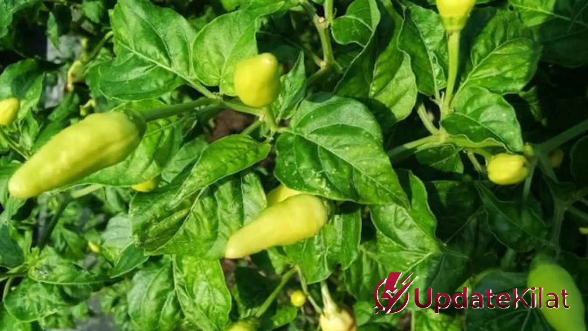 Solusi Cerdas Mengatasi Tanaman Cabai Layu Akibat Panas: Strategi Jitu untuk Panen Melimpah