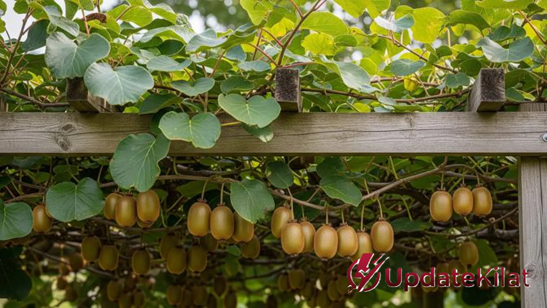 Solusi Hijau di Lahan Terbatas: 7 Tanaman Buah Merambat yang Tangguh Menantang Matahari Tropis