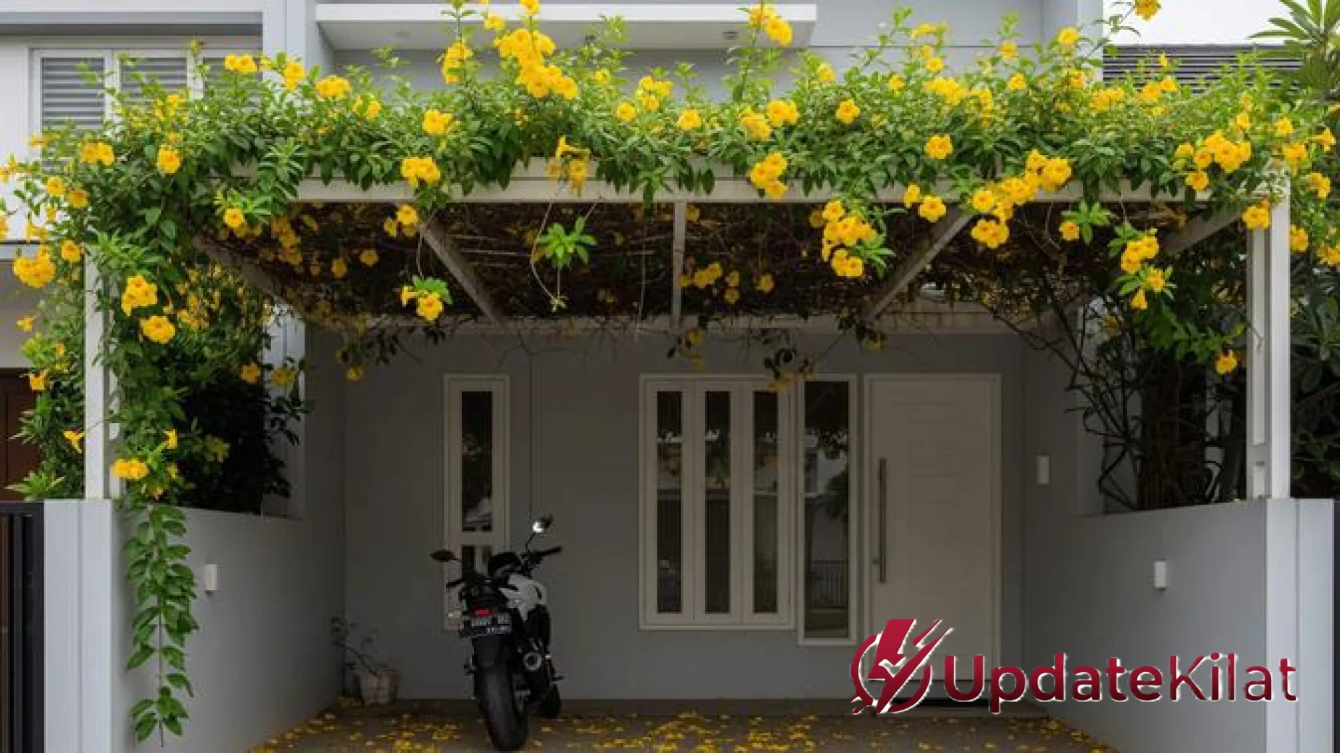 Solusi Hijau Lahan Terbatas: 10 Tanaman Rambat Pot Gantung yang Bikin Rumah Makin Estetik