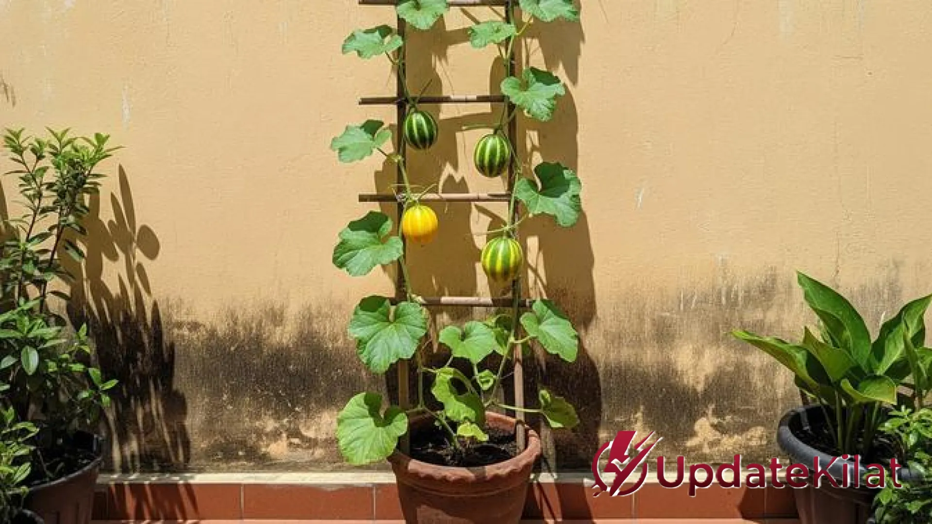 Solusi Lahan Sempit: 12 Pilihan Pohon Buah Merambat yang Sukses Berbuah Meski di Pot Kecil