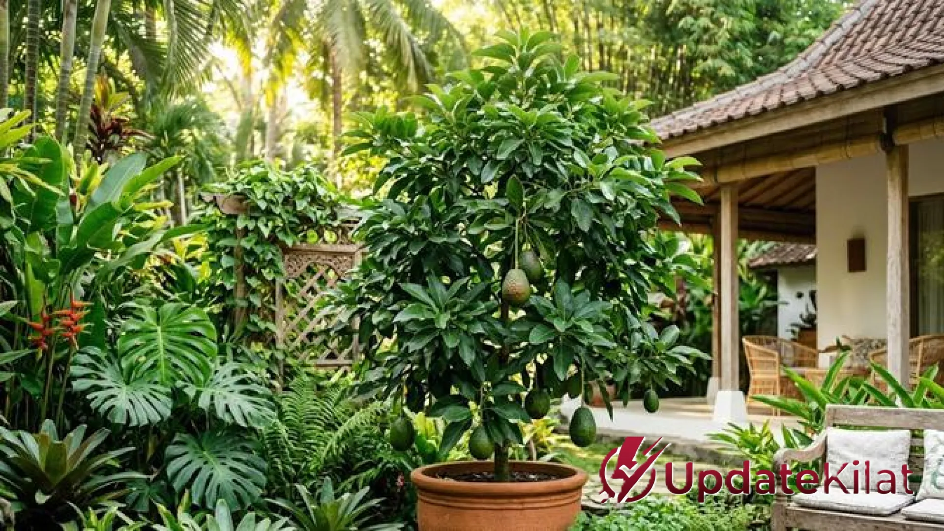 Solusi Lahan Sempit: 5 Varietas Alpukat Genjah yang Paling Cepat Berbuah dalam Pot