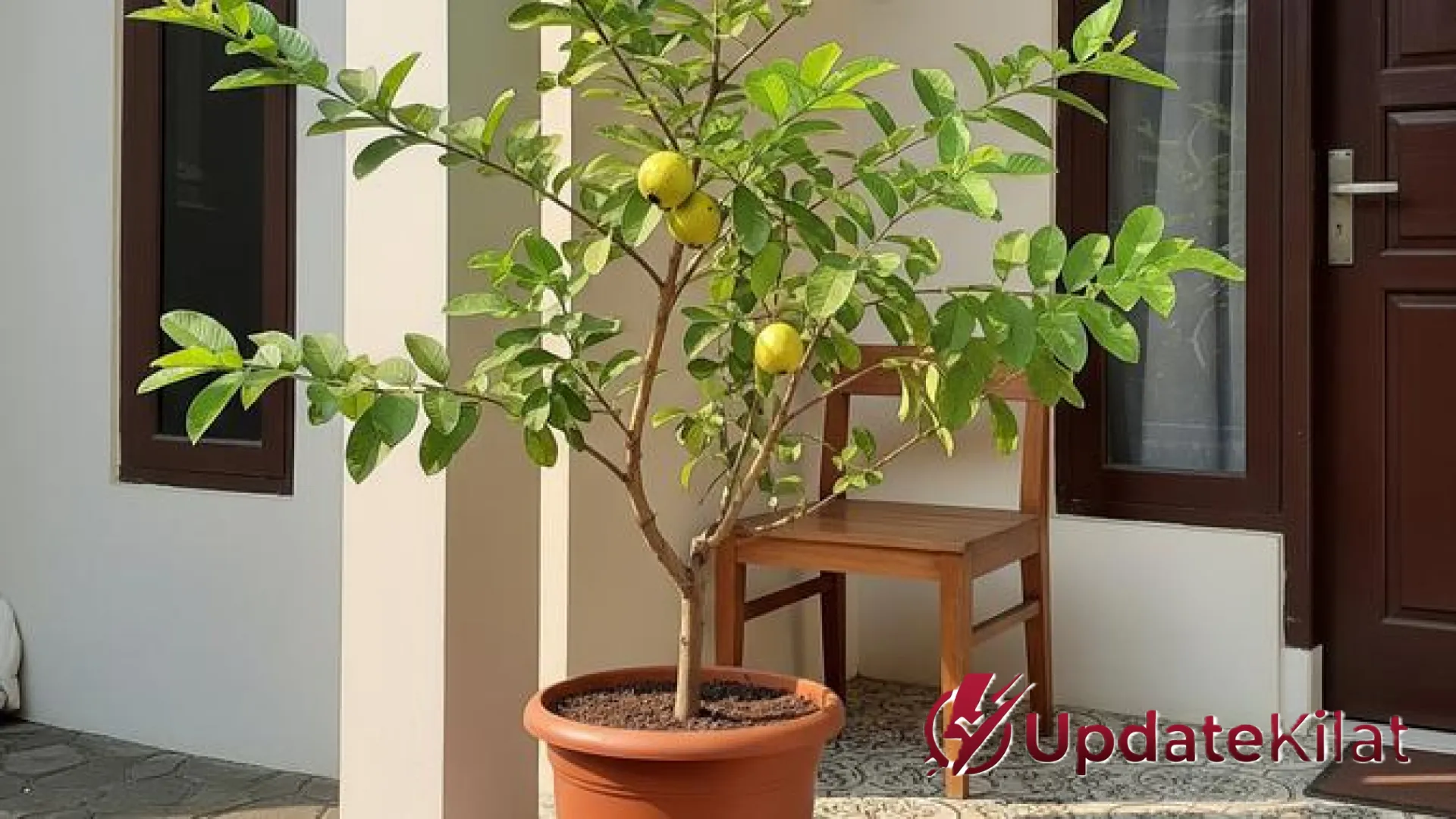 Solusi Lahan Sempit! 9 Pohon Buah Mini Di Bawah 1 Meter yang Cocok untuk Hunian Minimalis