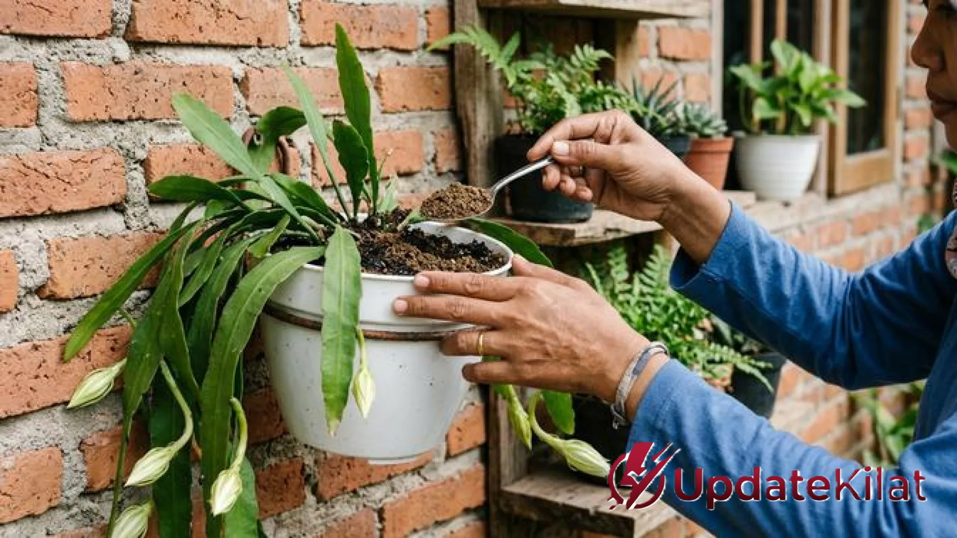 Strategi Ampuh Booster Bunga Wijaya Kusuma: Rahasia Organik Agar Sang Ratu Malam Cepat Mekar