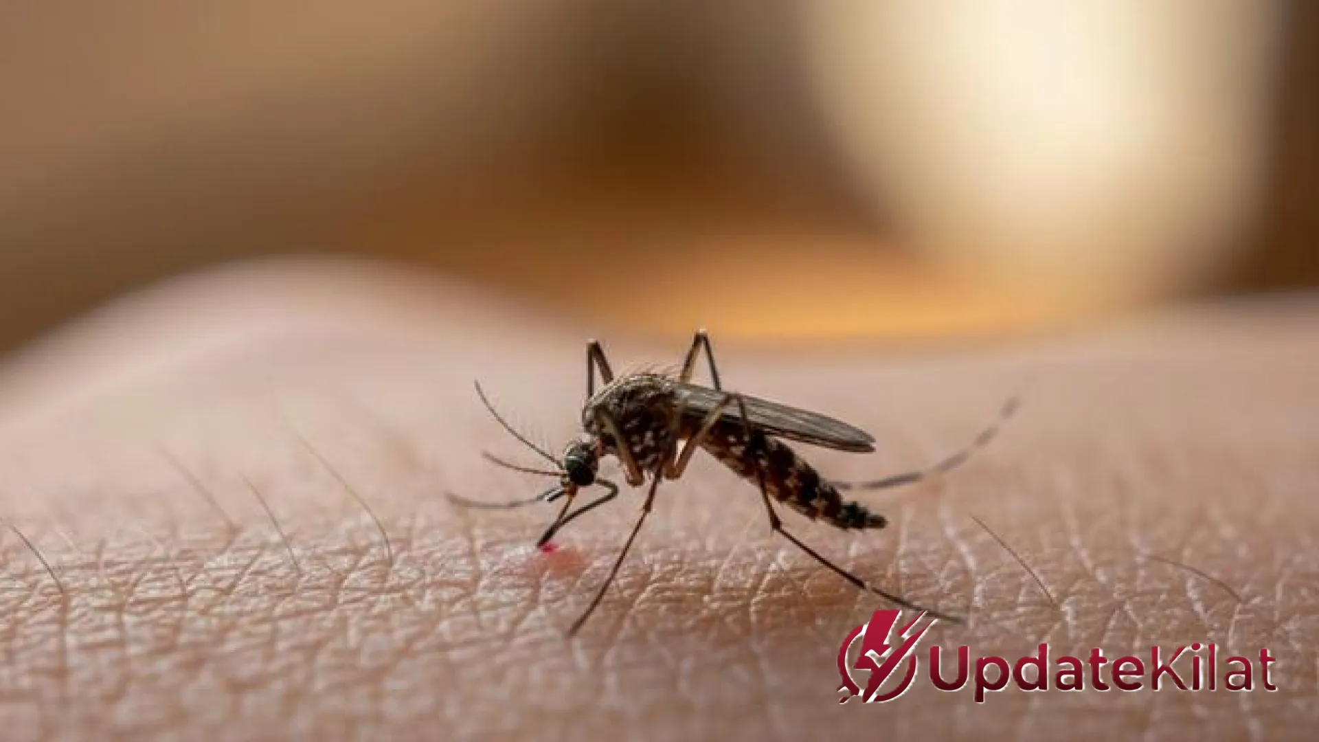 Strategi Ampuh Mengusir Nyamuk dari Kamar Kos: Panduan Hidup Sehat dan Nyaman bagi Anak Rantau