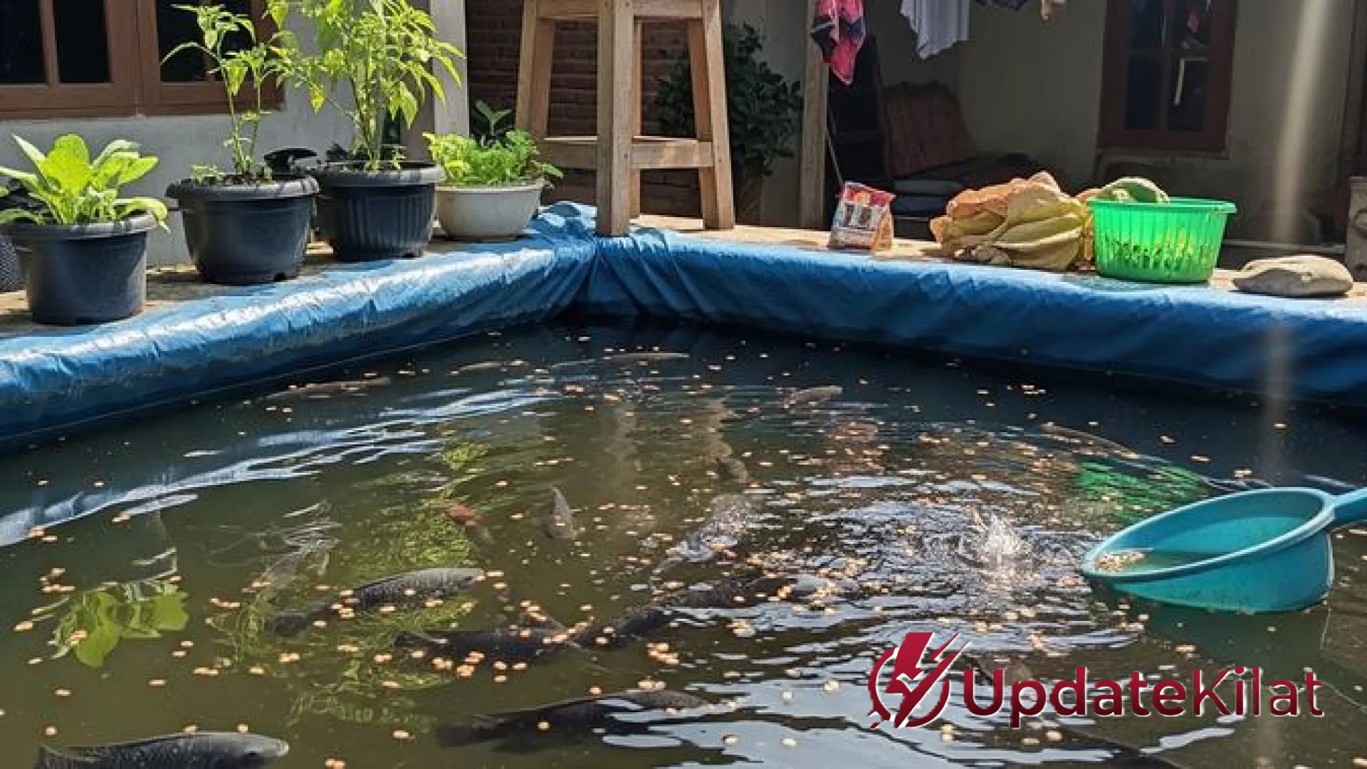 Strategi Budidaya Ikan Nila Kolam Terpal 1×1 Meter: Panen Melimpah di Lahan Sempit