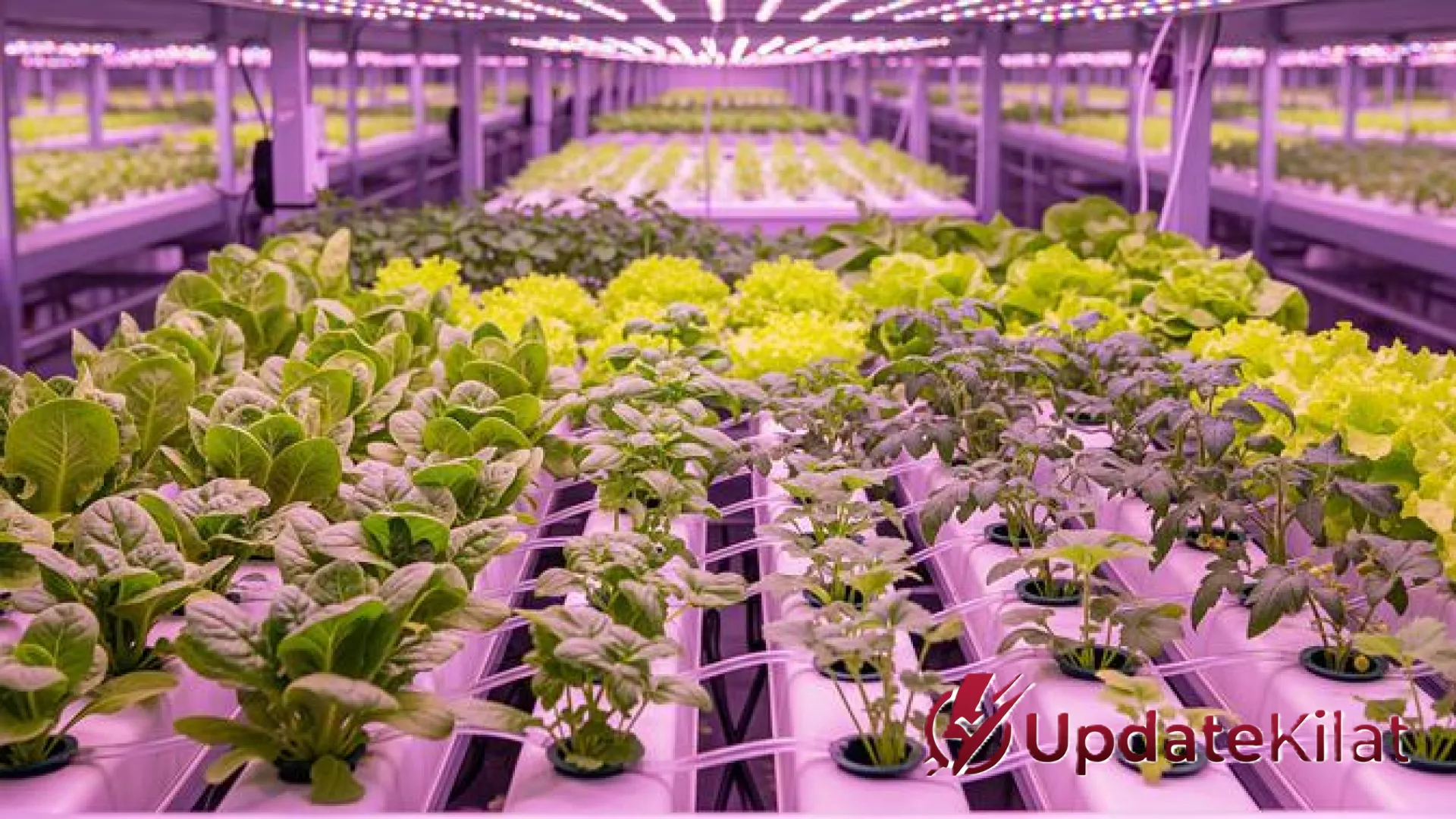 Strategi Cerdas Usaha Hidroponik 100 Lubang: Panen Rutin dan Raih Omzet Maksimal dari Rumah