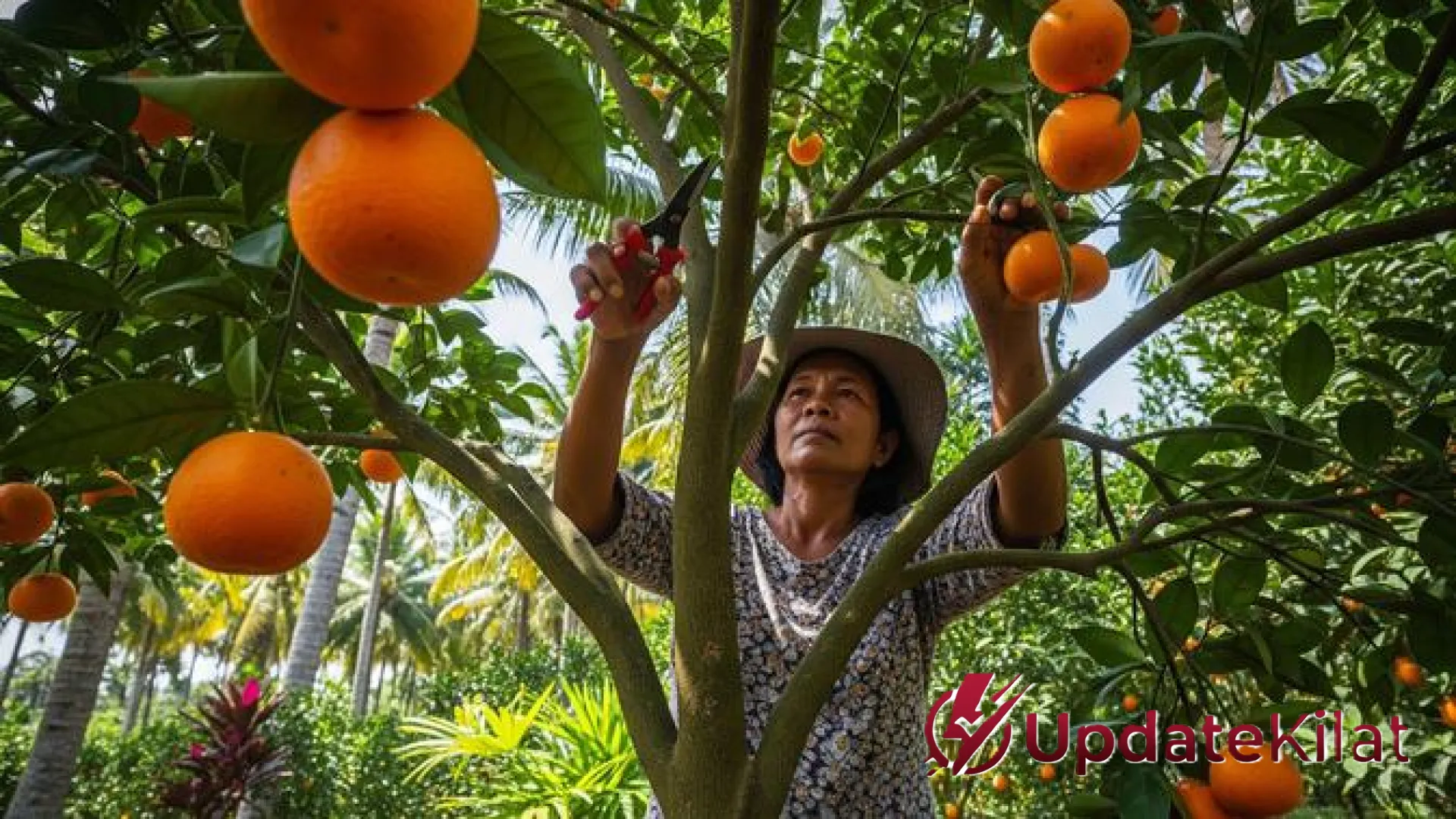 Strategi Jitu Merangsang Pohon Jeruk Agar Cepat Berbuah Lebat dan Terasa Manis