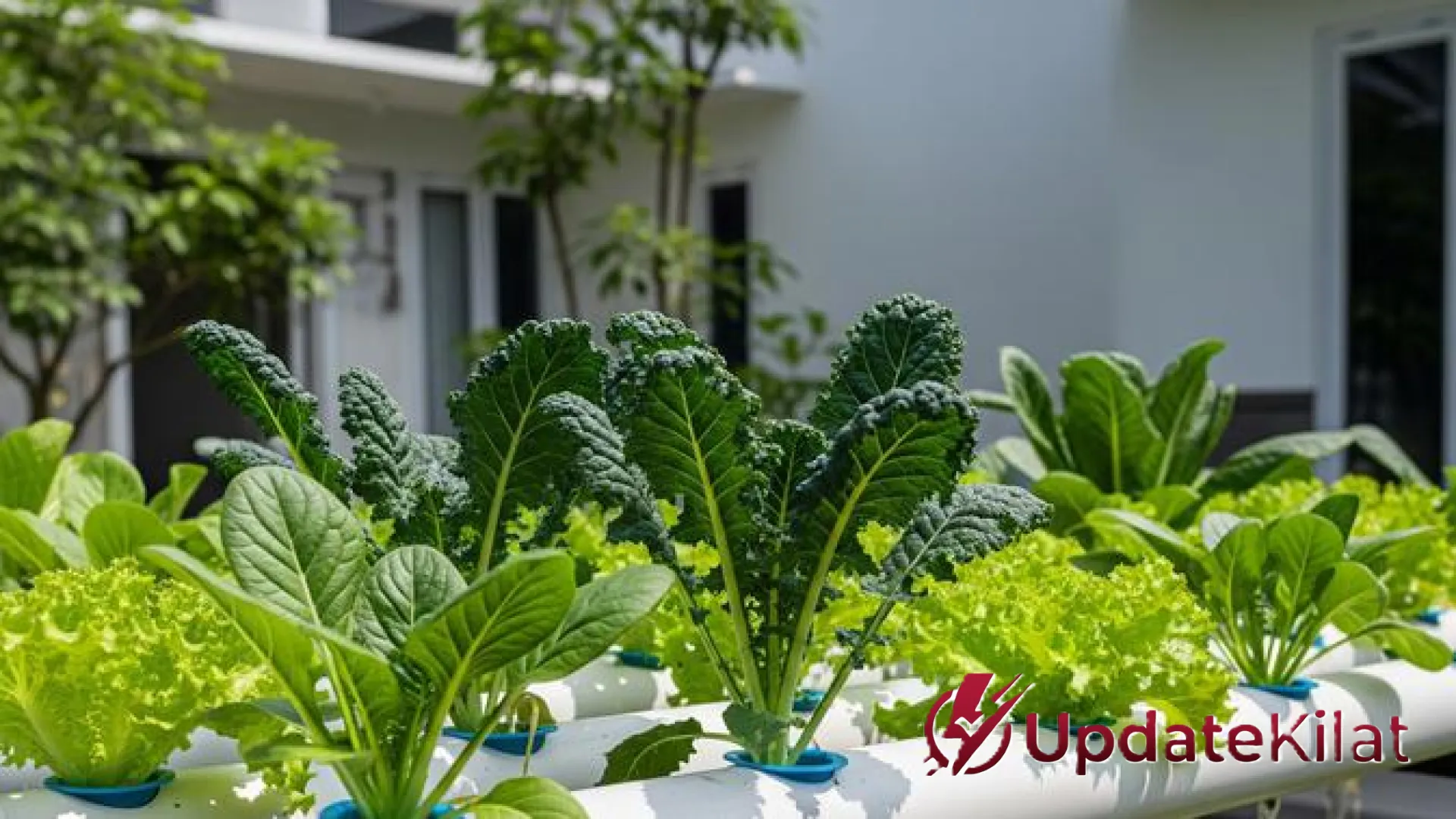 Strategi Jitu Optimasi Hidroponik: 7 Langkah Krusial Menuju Panen Melimpah dan Berkualitas