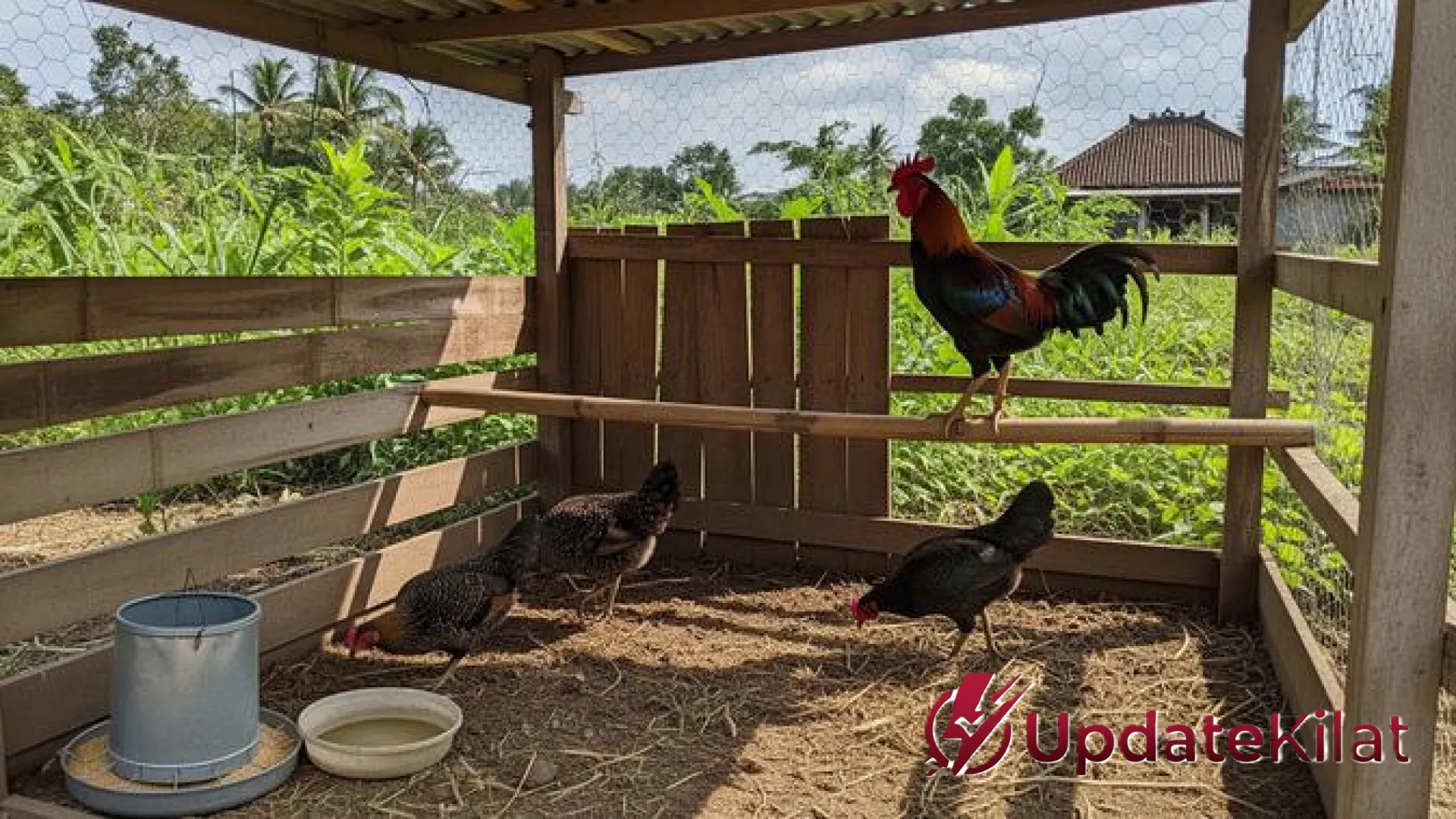 Strategi Jitu Ternak Ayam Kampung di Lahan 1×2 Meter: Panduan Panen Kilat dalam 3 Bulan