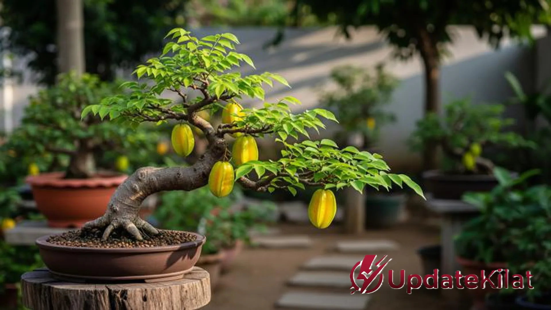 Sulap Lahan Sempit Jadi Kebun Produktif: 9 Pohon Buah Mini dengan Akar Aman untuk Hunian Modern