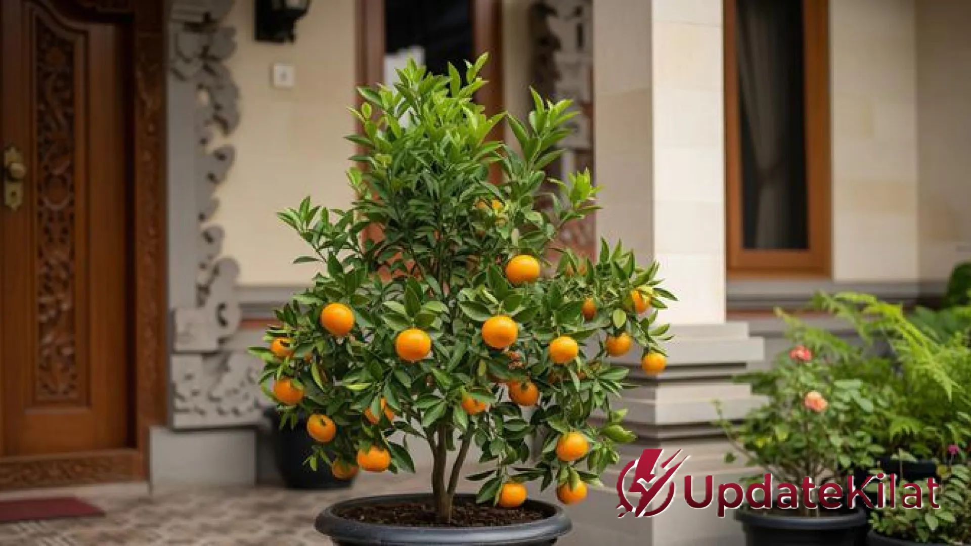 Teknik Rahasia Tabulampot: 10 Strategi Jitu Agar Pohon Buah Mini Tetap Pendek dan Berbuah Lebat