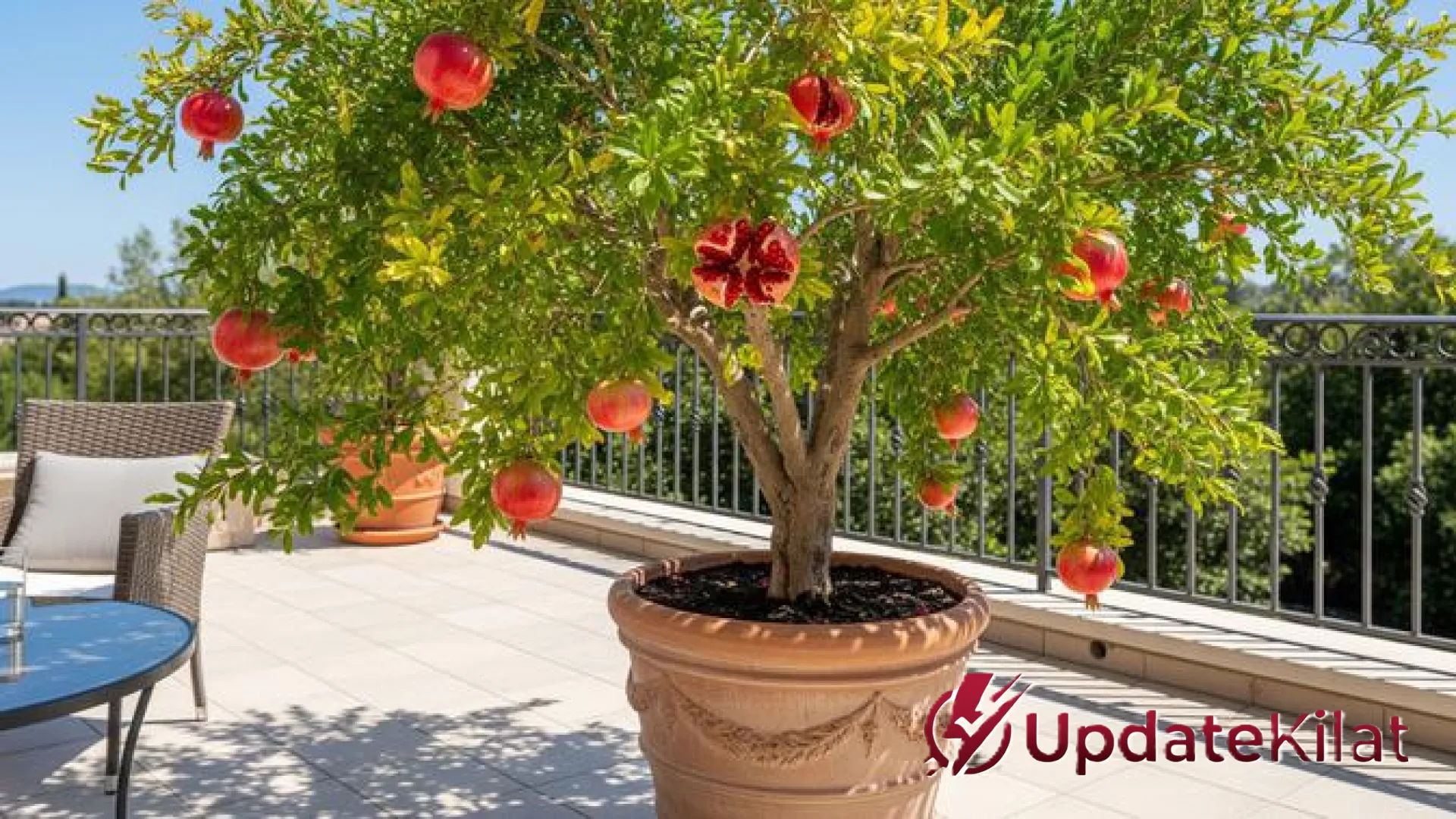 Trik Jitu Menanam Delima Mini di Lahan Kering agar Subur dan Cepat Berbuah