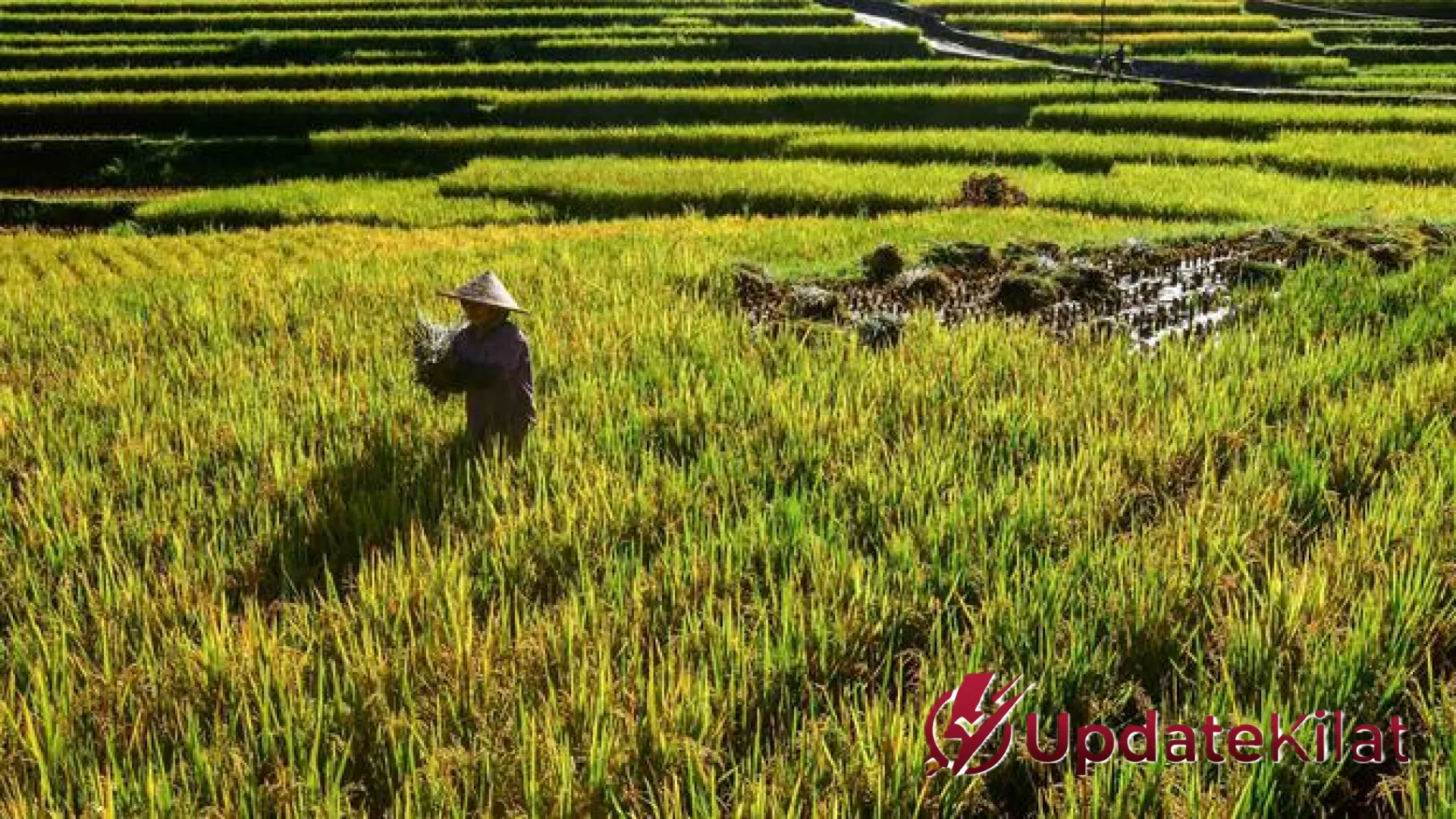 Waspada! 5 Kesalahan Fatal Petani dalam Mengatasi Hama Padi yang Sering Bikin Gagal Panen